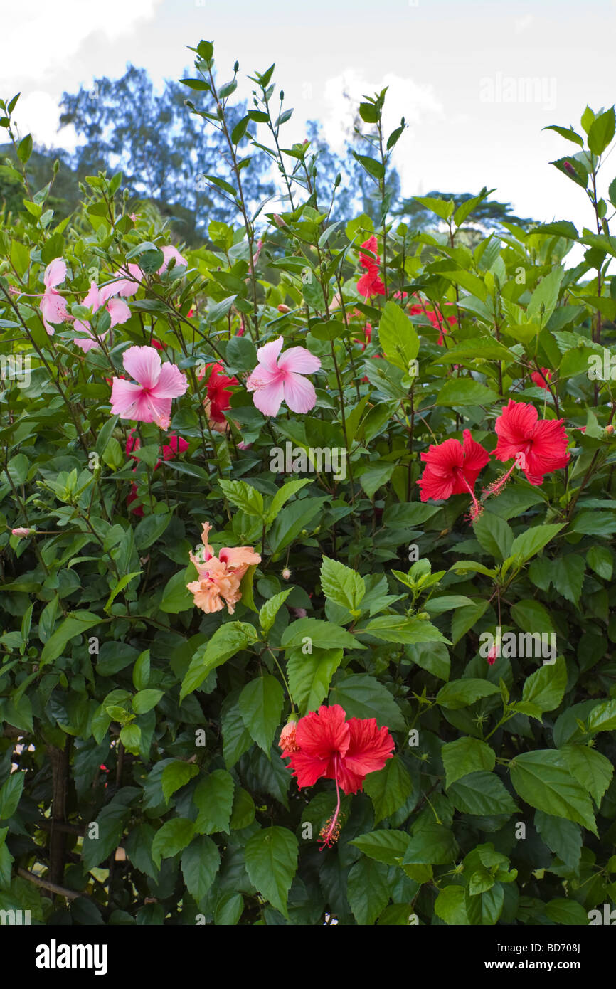 Hibiscus flowers hi-res stock photography and images - Alamy