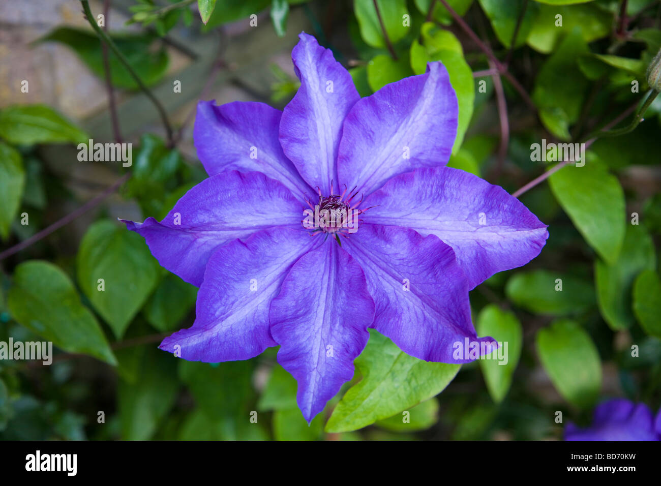 Clematis The President  (Ranumculaceae) Stock Photo