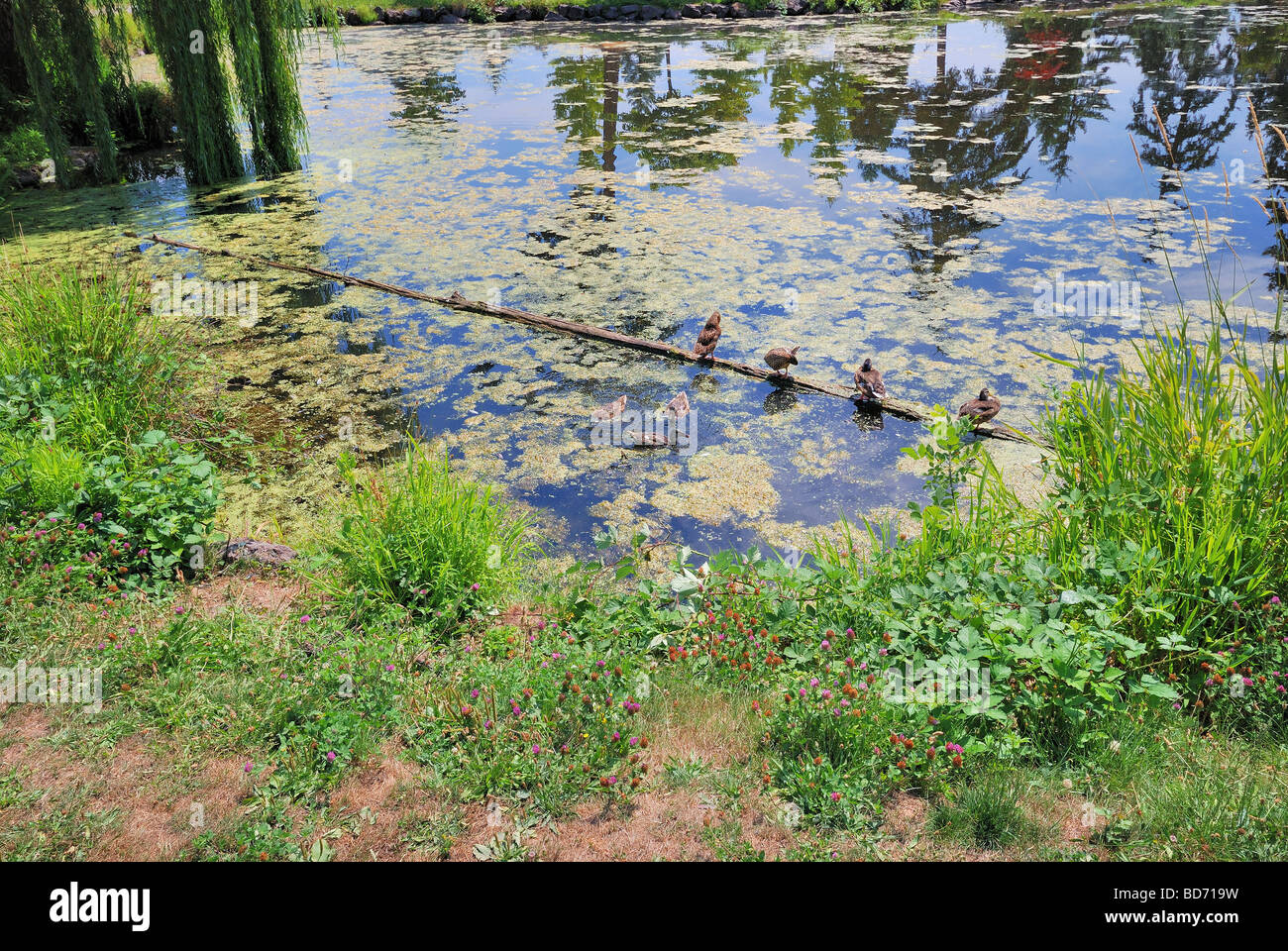 Ducks Lined Up Stock Photos & Ducks Lined Up Stock Images Alamy