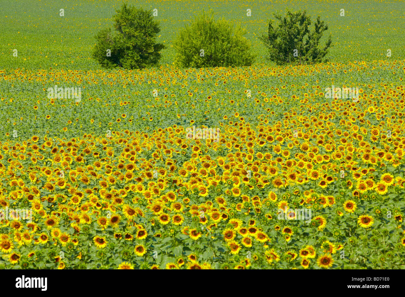 Sunflowers, southern France, France, Europe Stock Photo