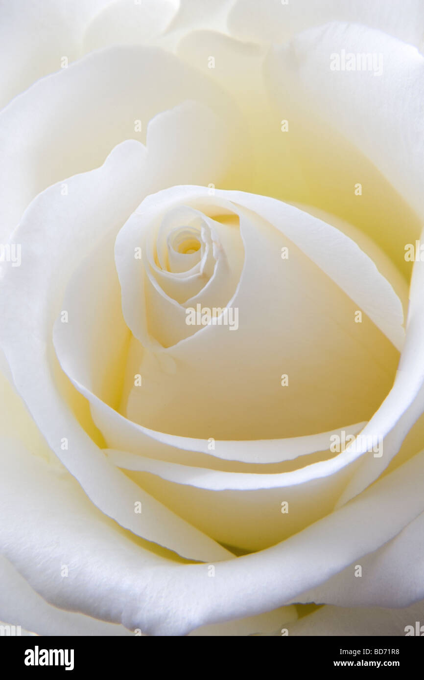 White rose up close hi-res stock photography and images - Alamy
