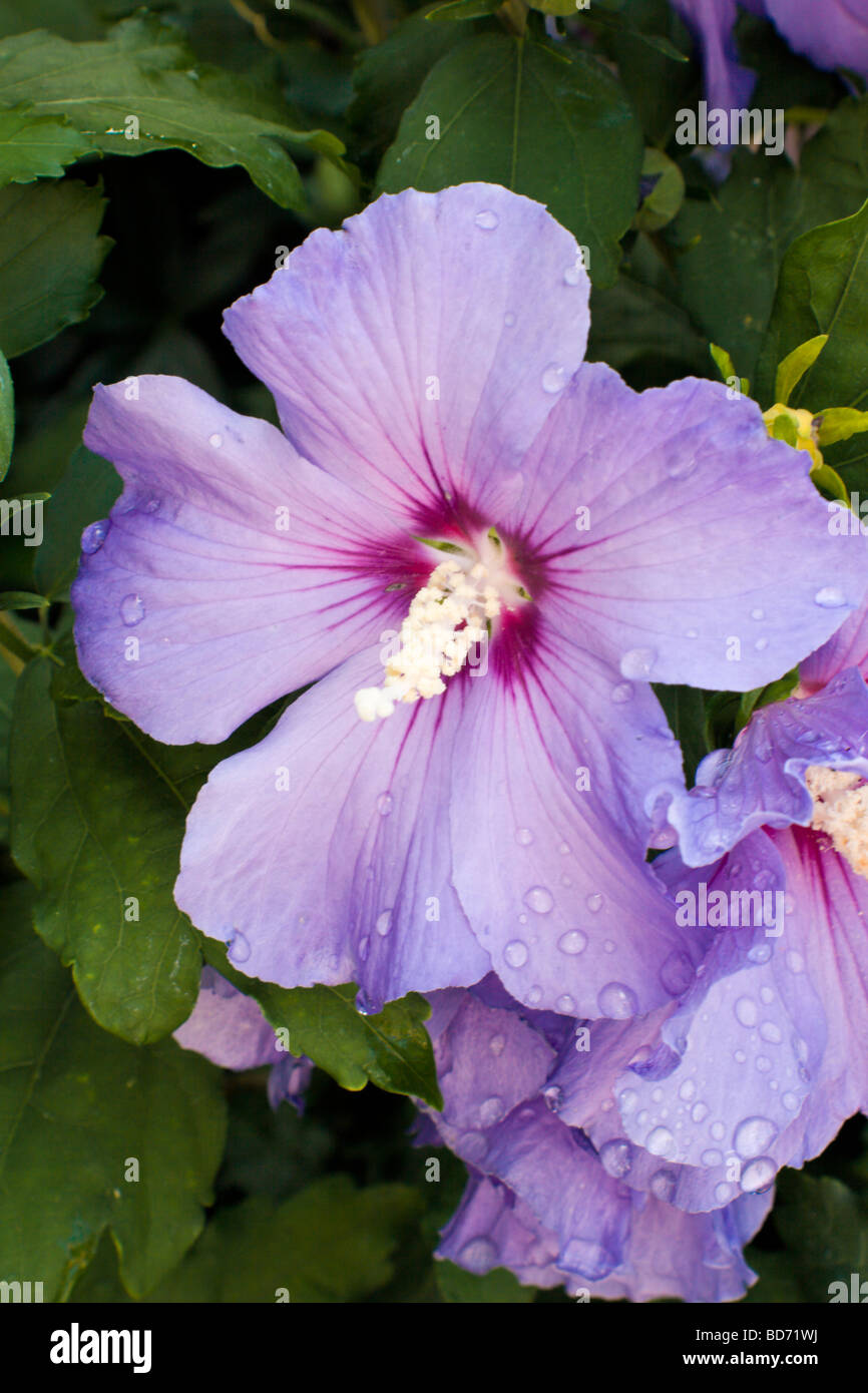 Hibiscus Syriacus Blue Bird Malvaceae Stock Photo 25356062 Alamy