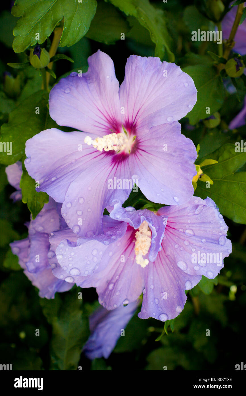 Hibiscus Syriacus Blue Bird Malvaceae Stock Photo 25356086 Alamy