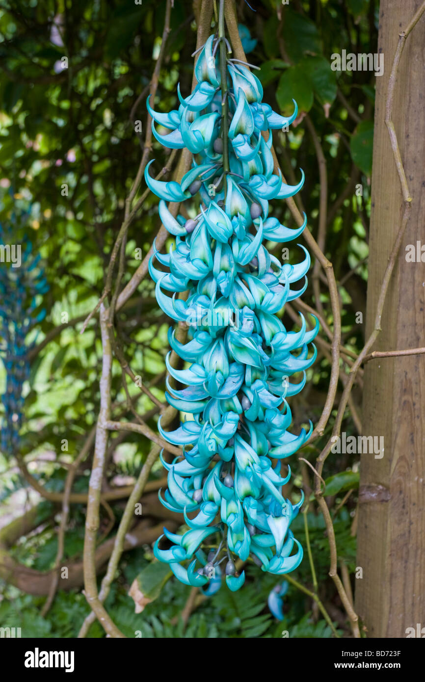 Jade Vine (Strongylodon macrobotrys Stock Photo Alamy