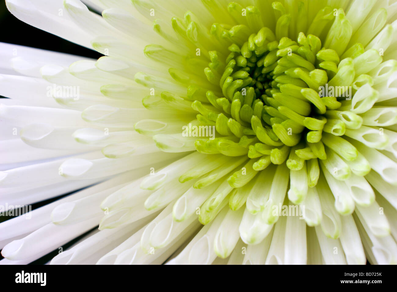 Chrysanthemum (Compositae) Stock Photo