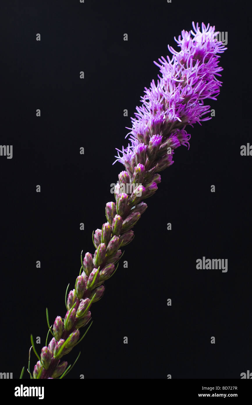 Liartrus (Compositae) Stock Photo