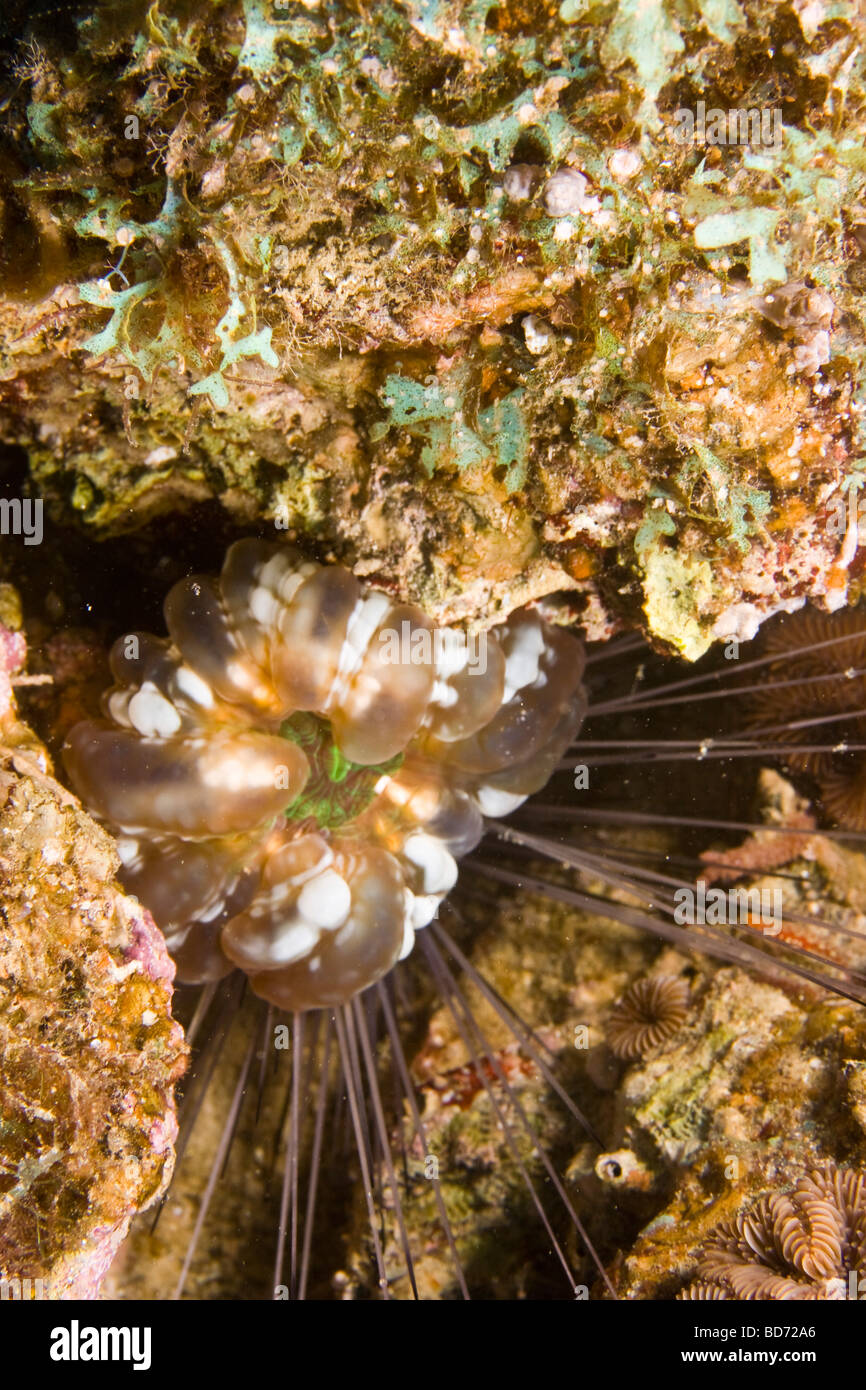 Doughnut Coral (Cynarina lacrymalis) Stock Photo