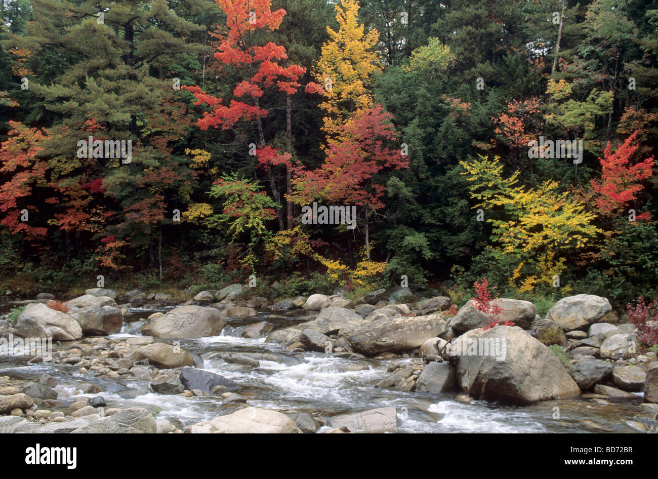 Colorful trees at a torrent, Maine, USA Stock Photo
