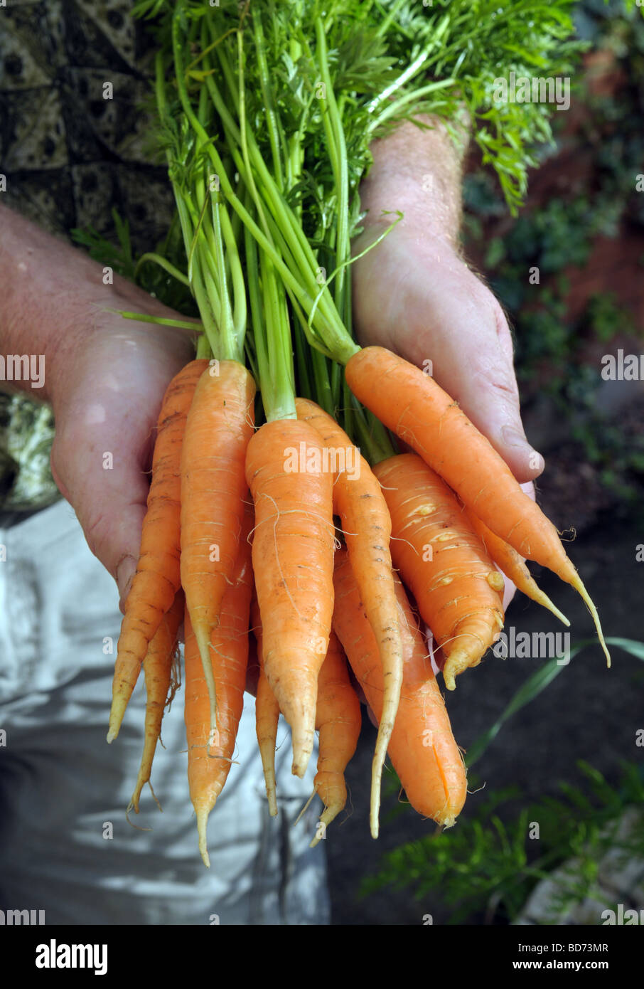 Homegrown organic carrots. Stock Photo