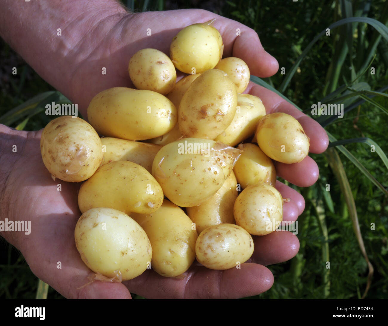 Organic new potatoes Stock Photo