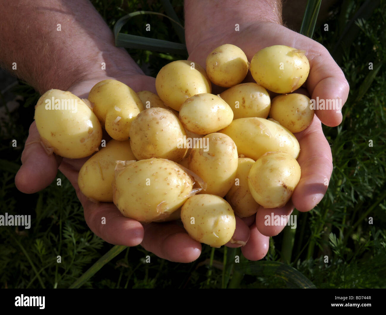 Organic new potatoes Stock Photo