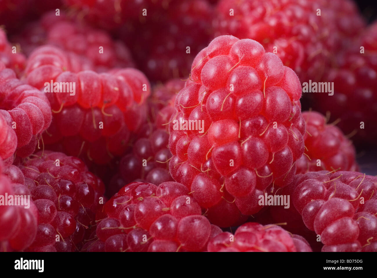 Closeup of raspberries Stock Photo