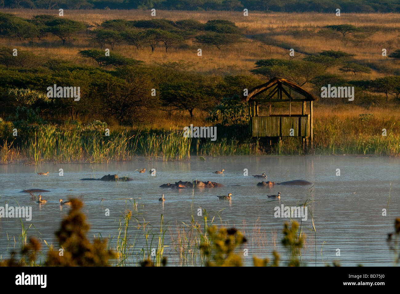 Scenic landscape at Tala Game Reserve. Hippo in front of a game viewing hide in the early morning. Stock Photo
