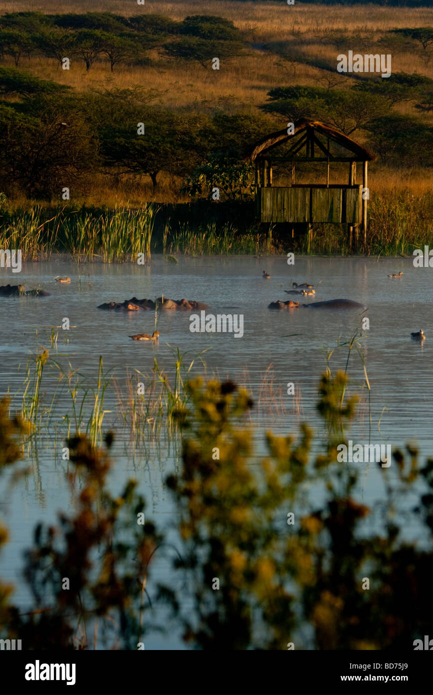 Scenic landscape at Tala Game Reserve. Hippo in front of a game viewing hide in the early morning. Stock Photo