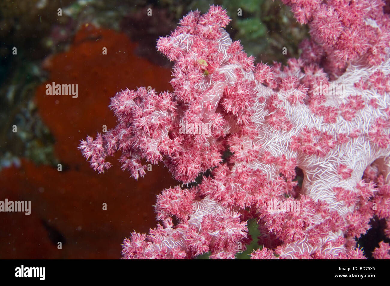Carnation Coral Stock Photo