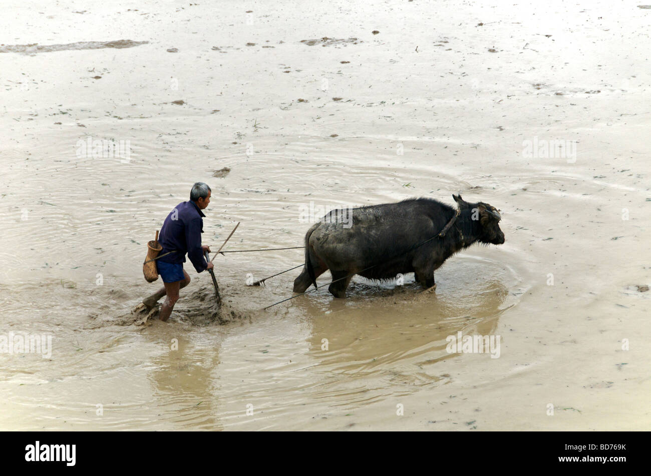 Farmer ploughing rice paddy with water buffalo Guizhou Province China Stock Photo