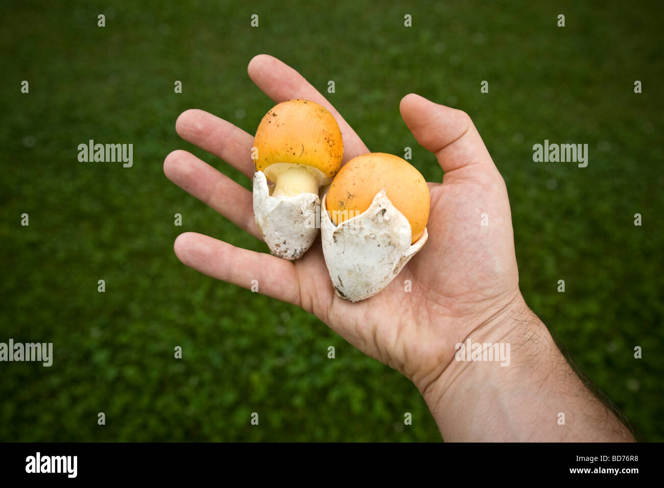 Two young Caesar's mushrooms in hand (Amanita caesarea). Allier - France. Main tenant de jeunes oronges (Amanita caesarea). Stock Photo