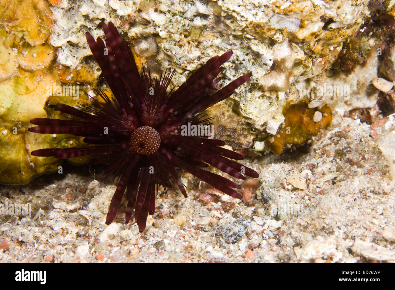 Hatpin Urchin (Echinothrix calamaris) Stock Photo