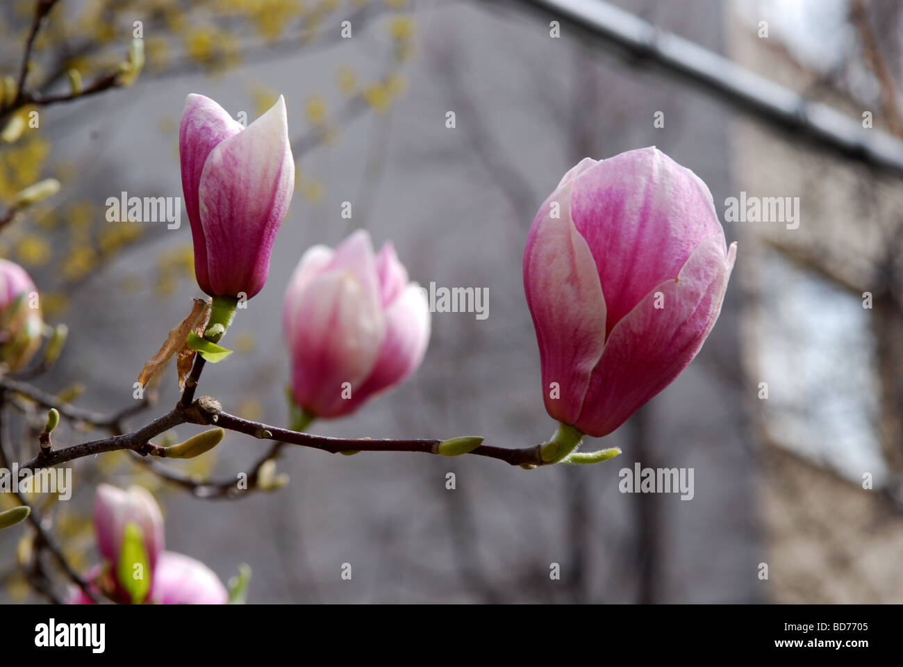 Magnolia tree buds close up Stock Photo - Alamy