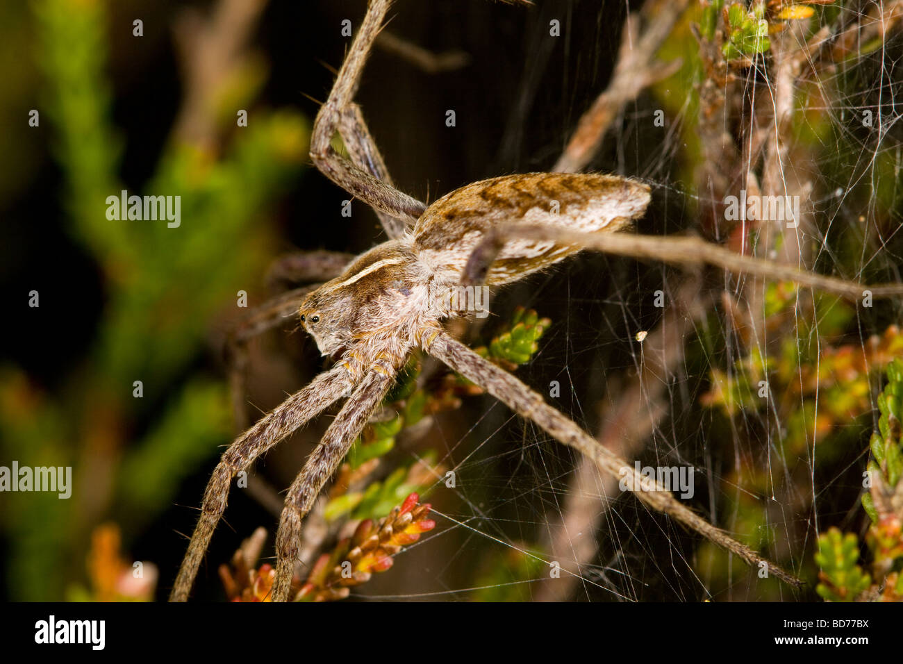 Spider on spider's web Stock Photo