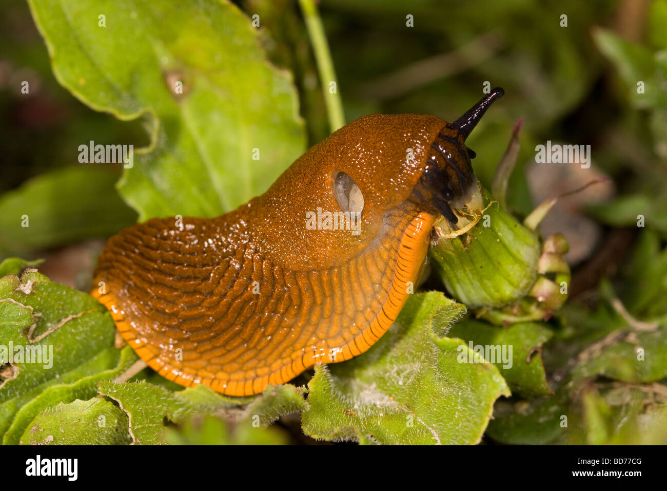 Killer slug Arion lusitanicus Stock Photo