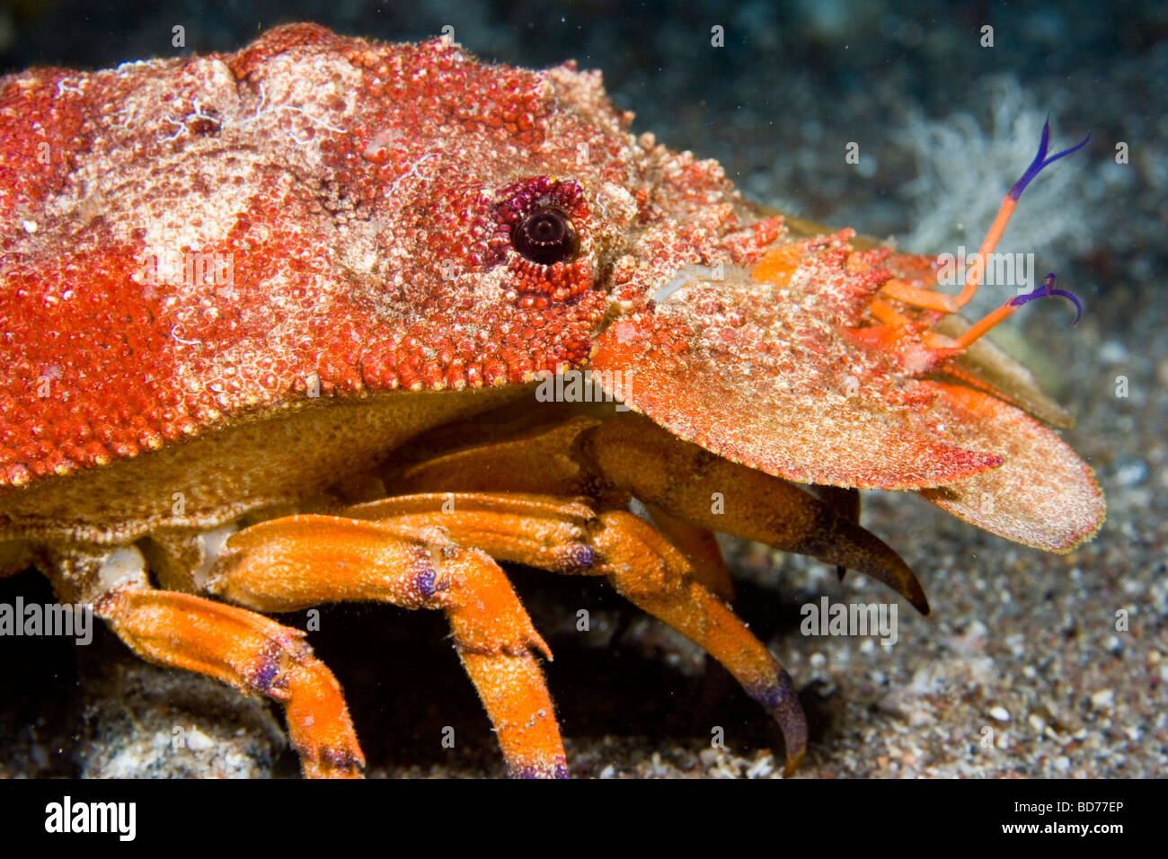 Slipper lobster (Scyllarides latus Stock Photo Alamy