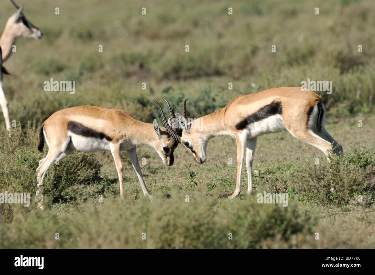 Stock photo of two thomson's gazelle bucks sparring, Ndutu, Tanzania, February 2009. Stock Photo