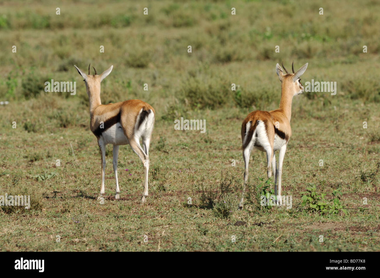 Pictures of thomsons gazelle hi-res stock photography and images - Alamy