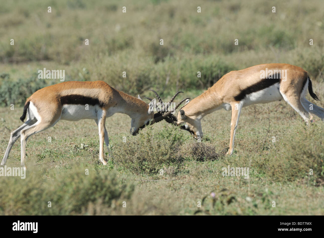 Stock photo of two thomson's gazelle bucks sparring, Ndutu, Tanzania, February 2009. Stock Photo