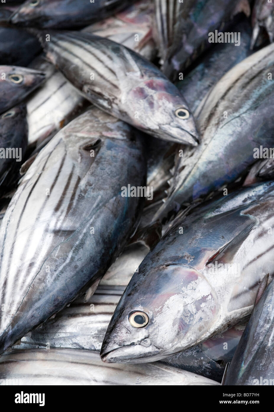Dogtooth Tuna Stock Photo Alamy