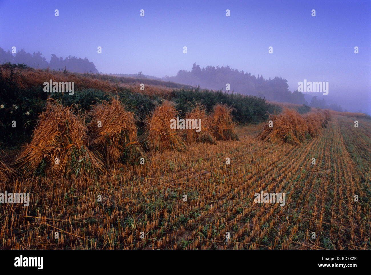 stubble harvest straw organic farm country Poland Stock Photo - Alamy