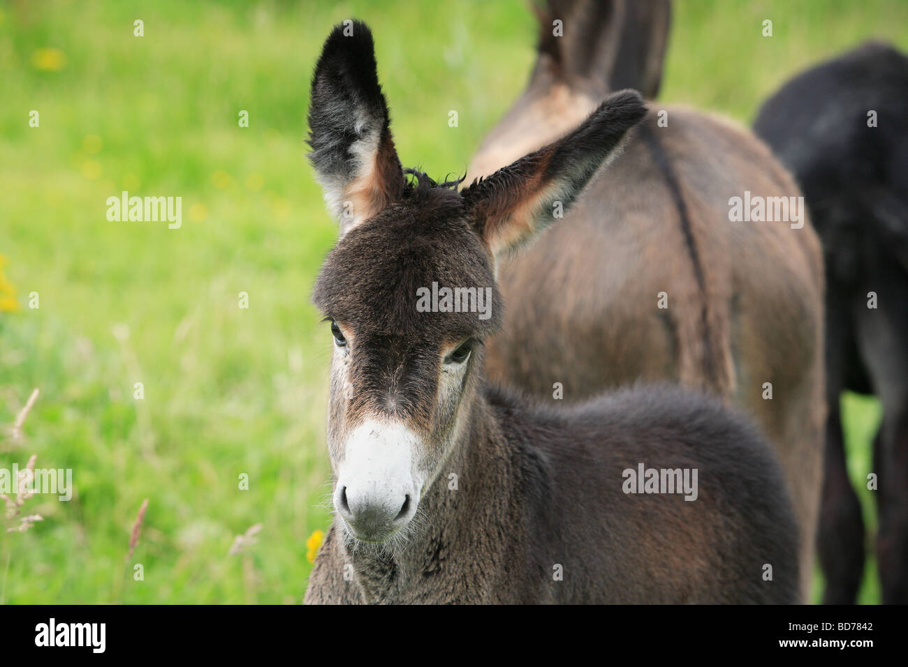 Young long eared donkey Stock Photo - Alamy