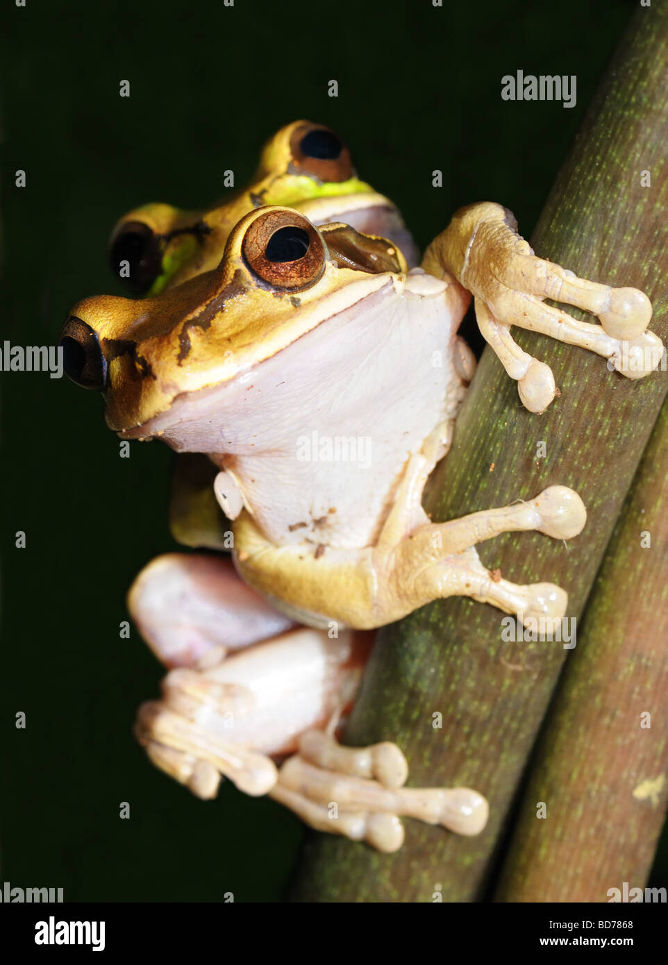 Drake Bay, Costa Rica: Two veriegated treefrogs (Hyla ebraccata), after mating, take some time to cuddle. Stock Photo