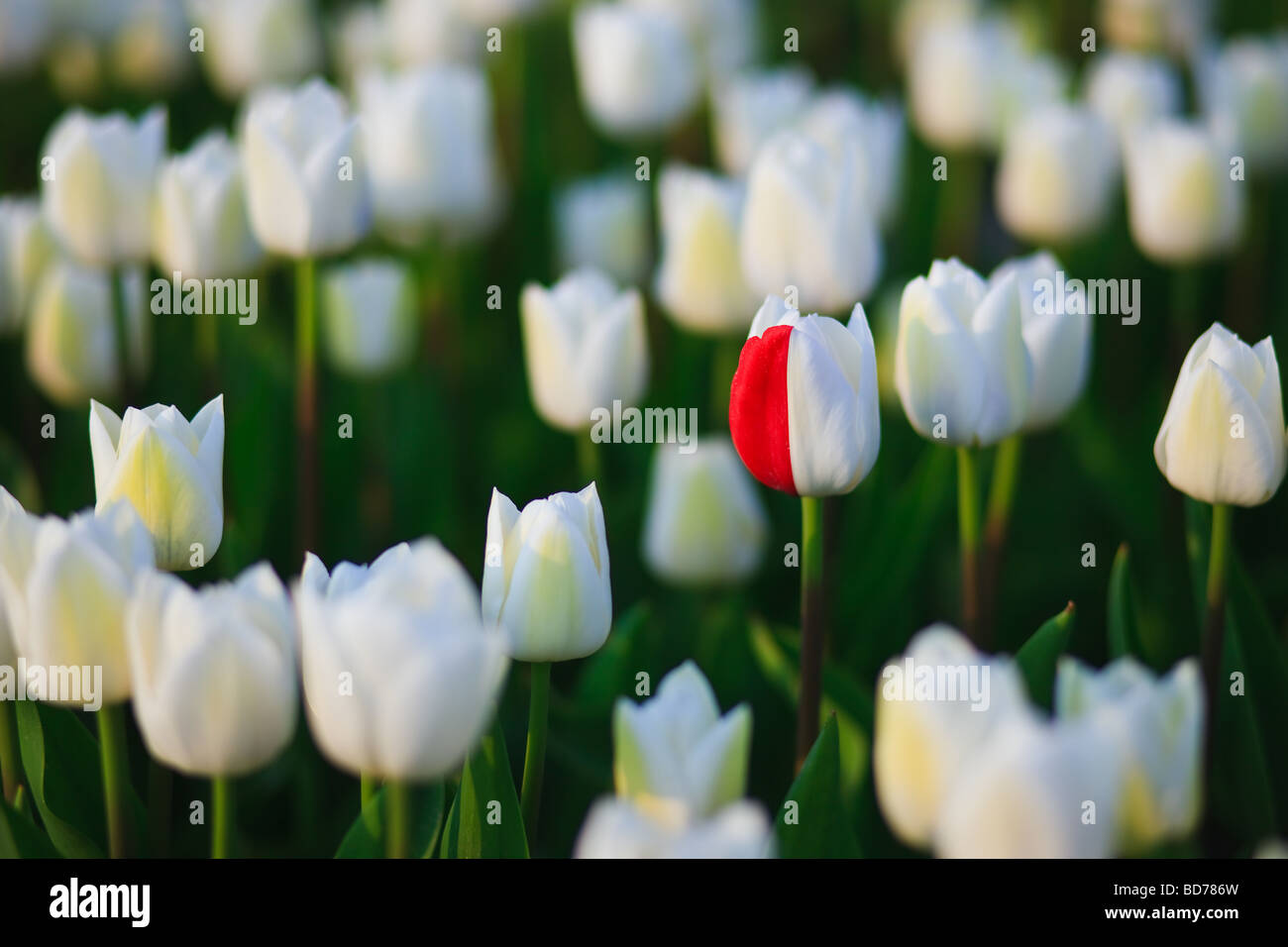 Tulip Fields North Holland Netherlands Stock Photo - Alamy