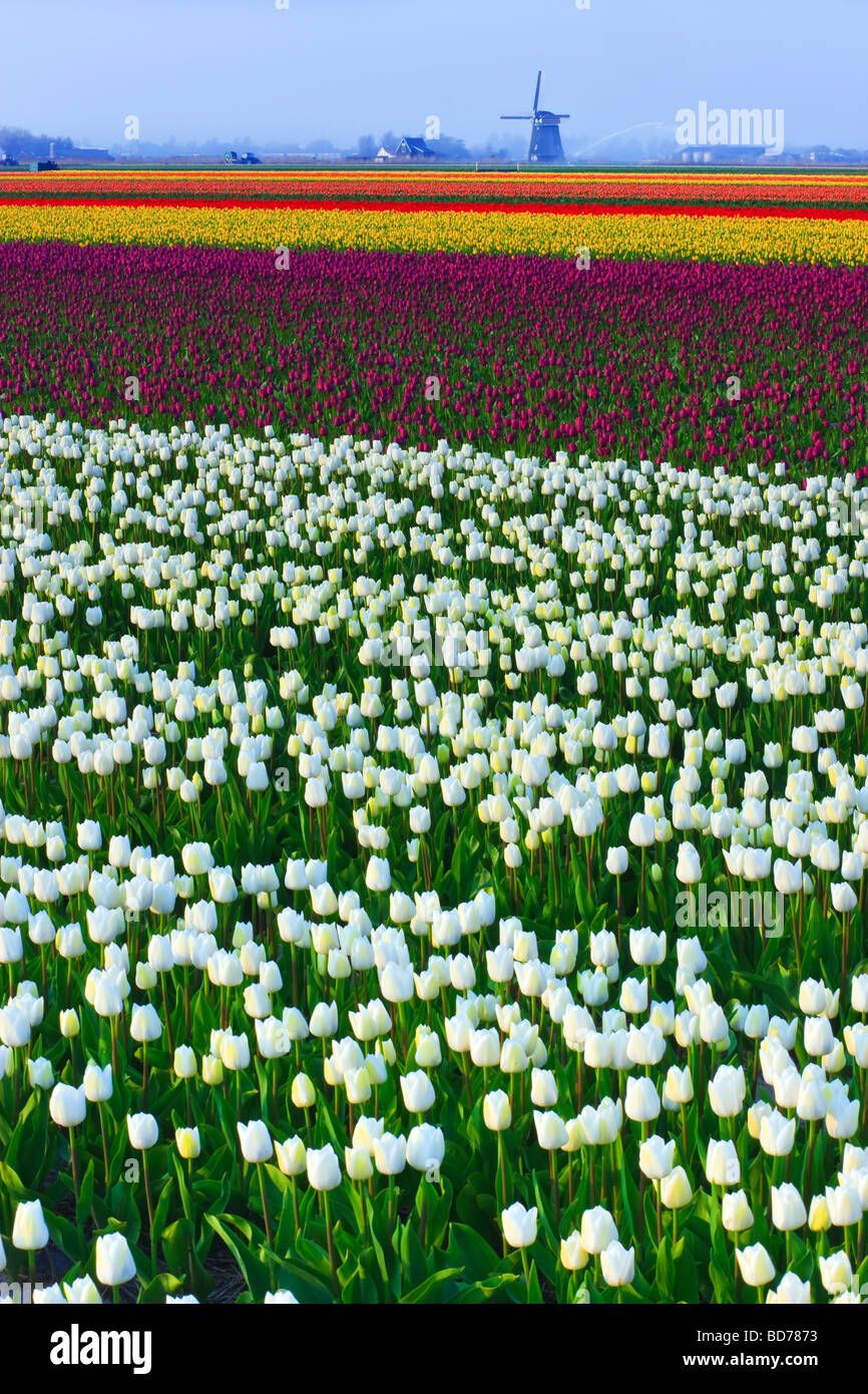 Tulip Fields North Holland Netherlands Stock Photo - Alamy