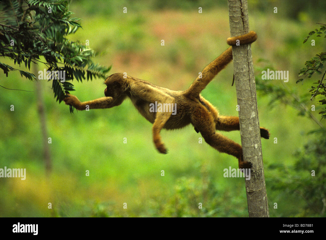 Wooly spider monkey Endangered animal specie Former latin name