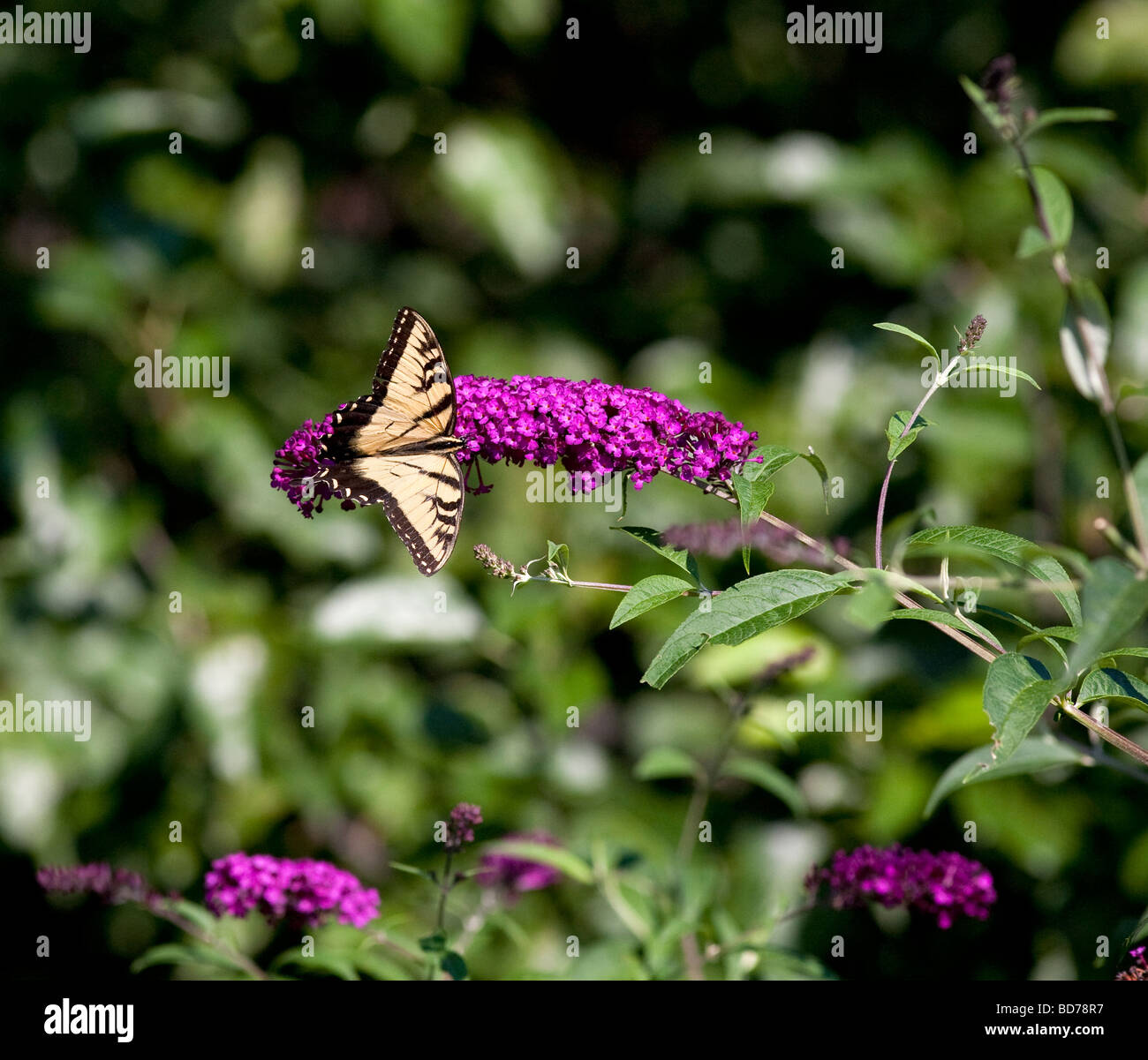A Buddleia Butterfly bush with a Yellow Swallowtail butterfly feeding ...
