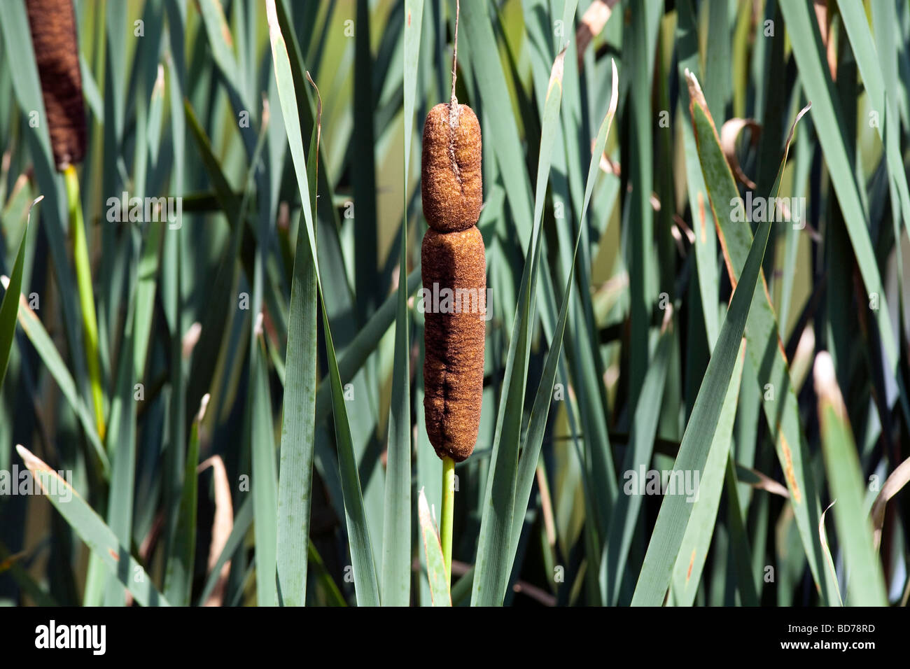 The common cattail Typha latifolia. Stock Photo