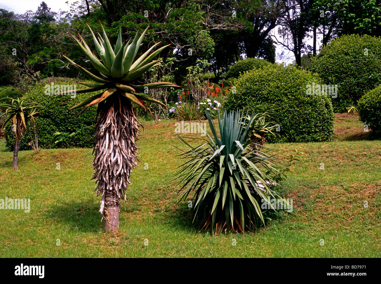 Vumba Botanical Gardens, Vumba Botanic Gardens, Botanical Gardens ...