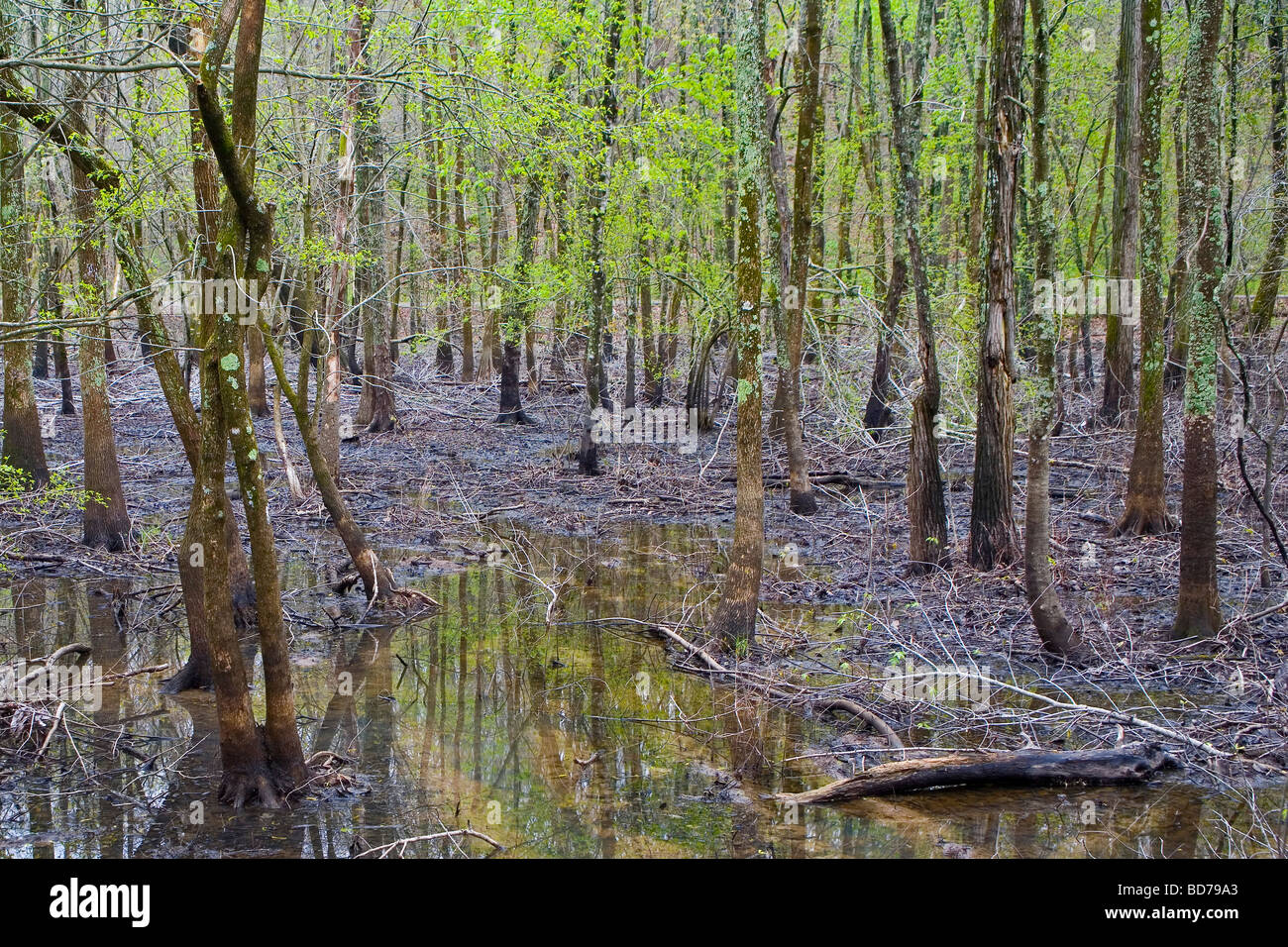 mingo national wildlife refuge mingo national wildlife refuge