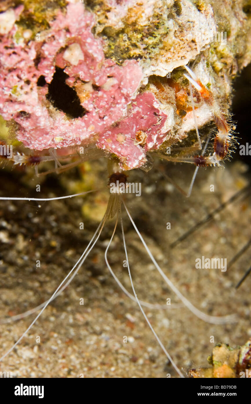 Cleaner shrimp (Lysmata amboinensis) hiding behind the rock Stock Photo Alamy