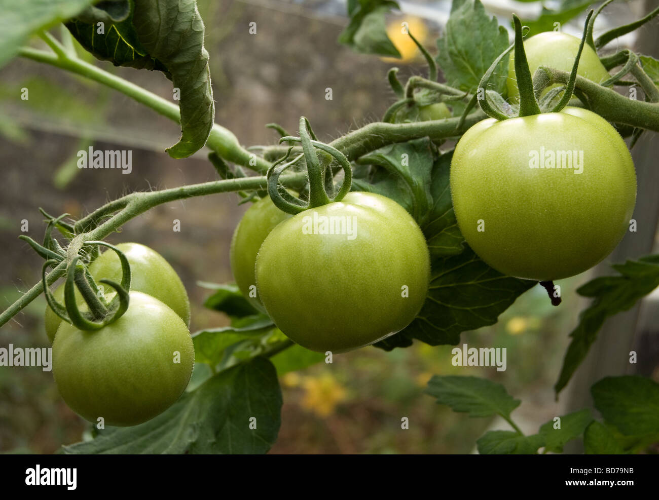Green tomatos on the vine Stock Photo - Alamy