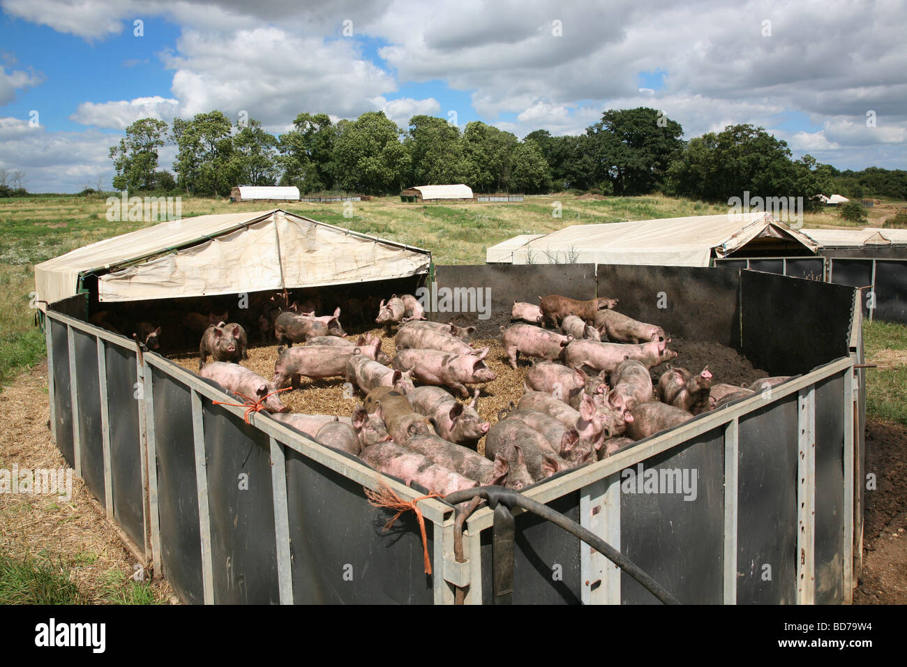 Finishing Pigs In Outdoor Pens Stock Photo 25362320 Alamy