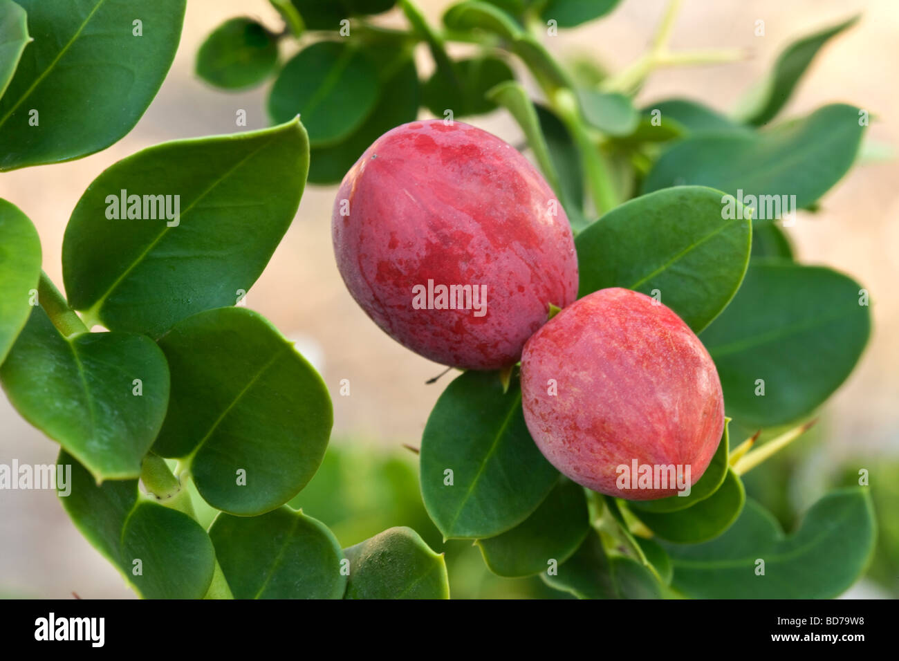 Natal plums maturing on branch. 'Carissa macrocarpa'. Stock Photo