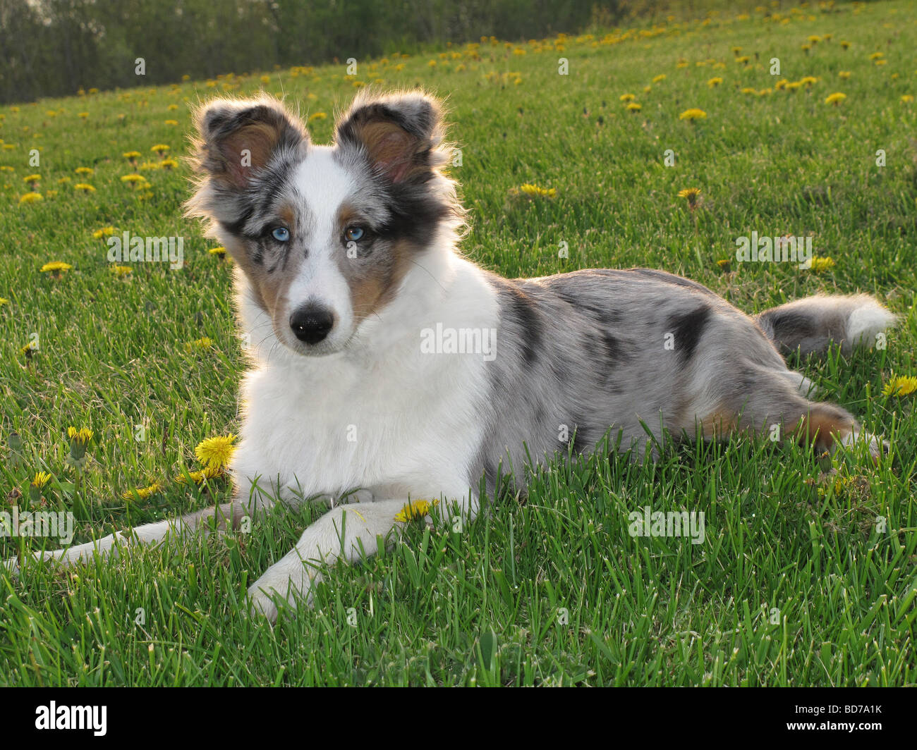 Sheltie or Shetland Sheepdog puppy Stock Photo Alamy