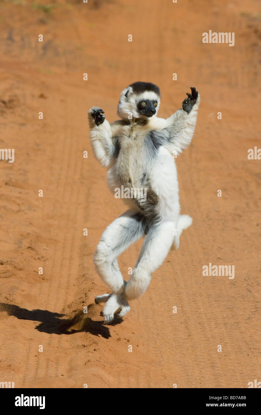 Verreaux's Sifaka (Propithecus verreauxi) Jumping (Dancing) Berenty Reserve, Madagascar Stock Photo