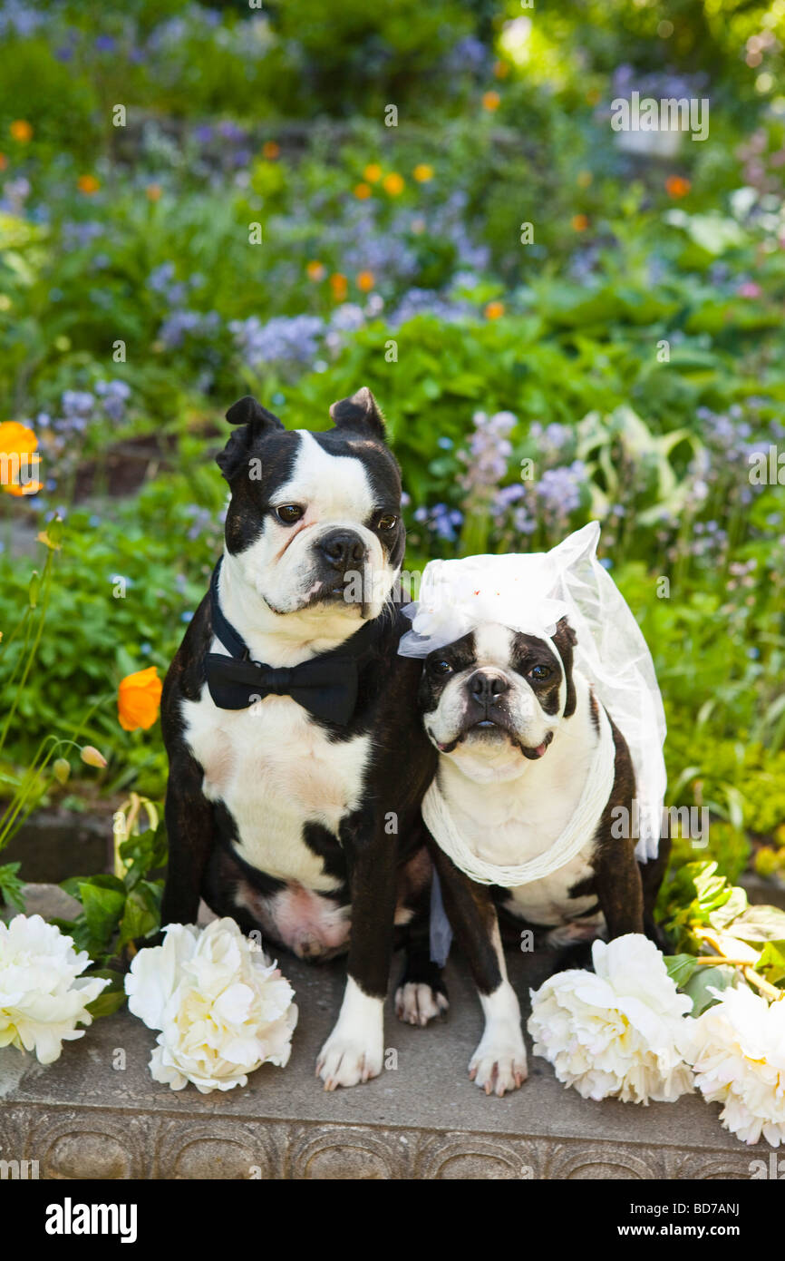 Boston terrier bride and groom Stock Photo Alamy
