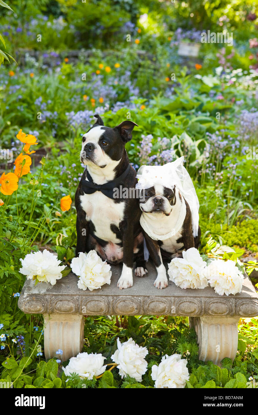 Boston terrier bride and groom Stock Photo Alamy