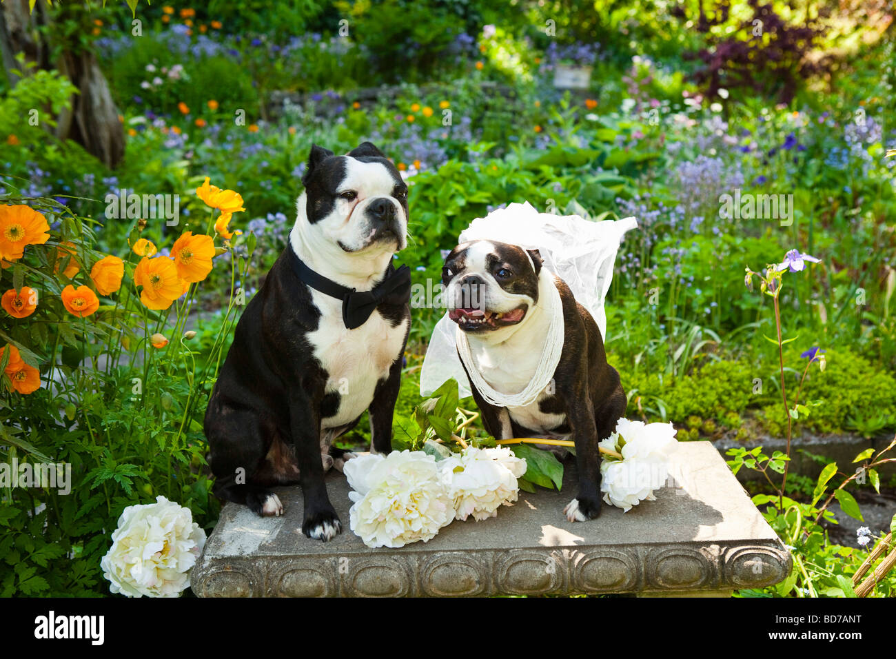 Boston terrier bride and groom Stock Photo Alamy