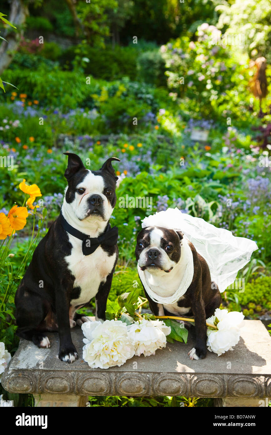 Boston terrier bride and groom Stock Photo Alamy